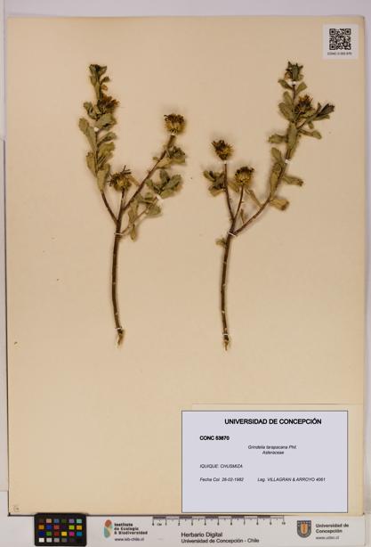 Grindelia tarapacana [Espécimen: UDEC:CONC:0053870]