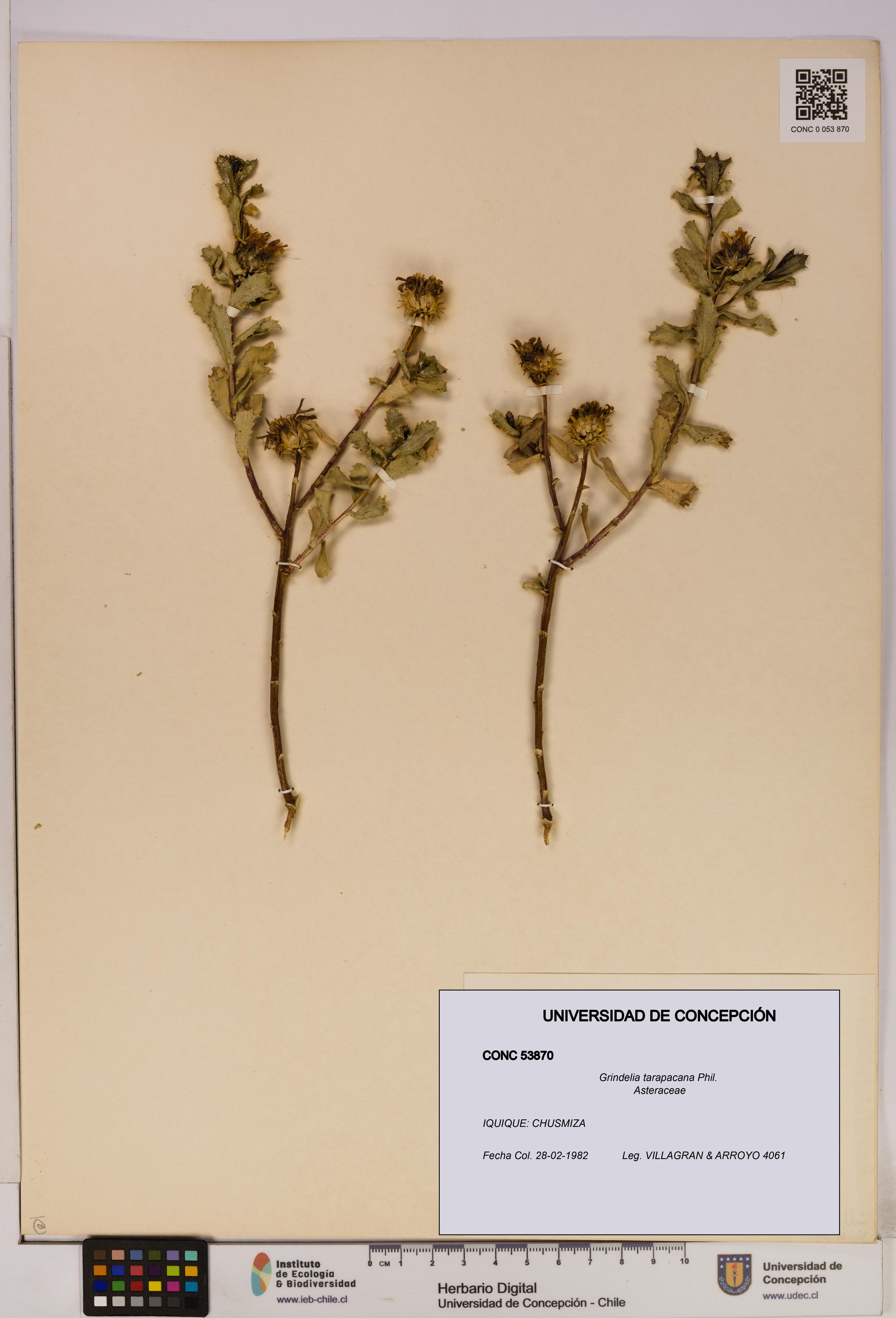 Grindelia tarapacana [Espécimen: UDEC:CONC:0053870]