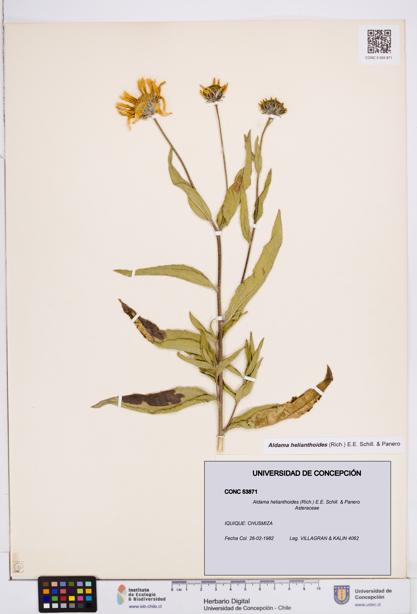 Aldama helianthoides [Espécimen: ]