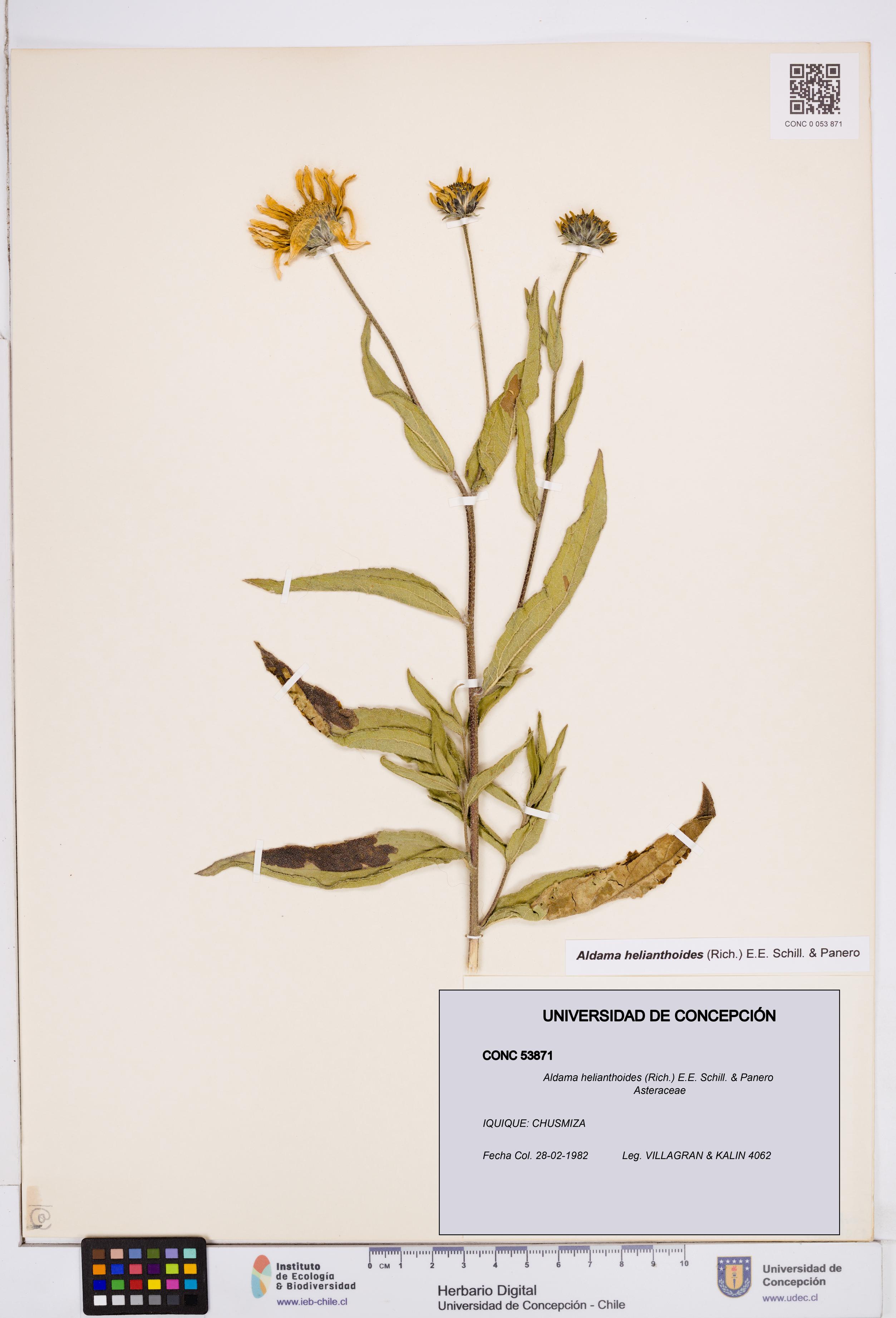 Aldama helianthoides [Espécimen: ]