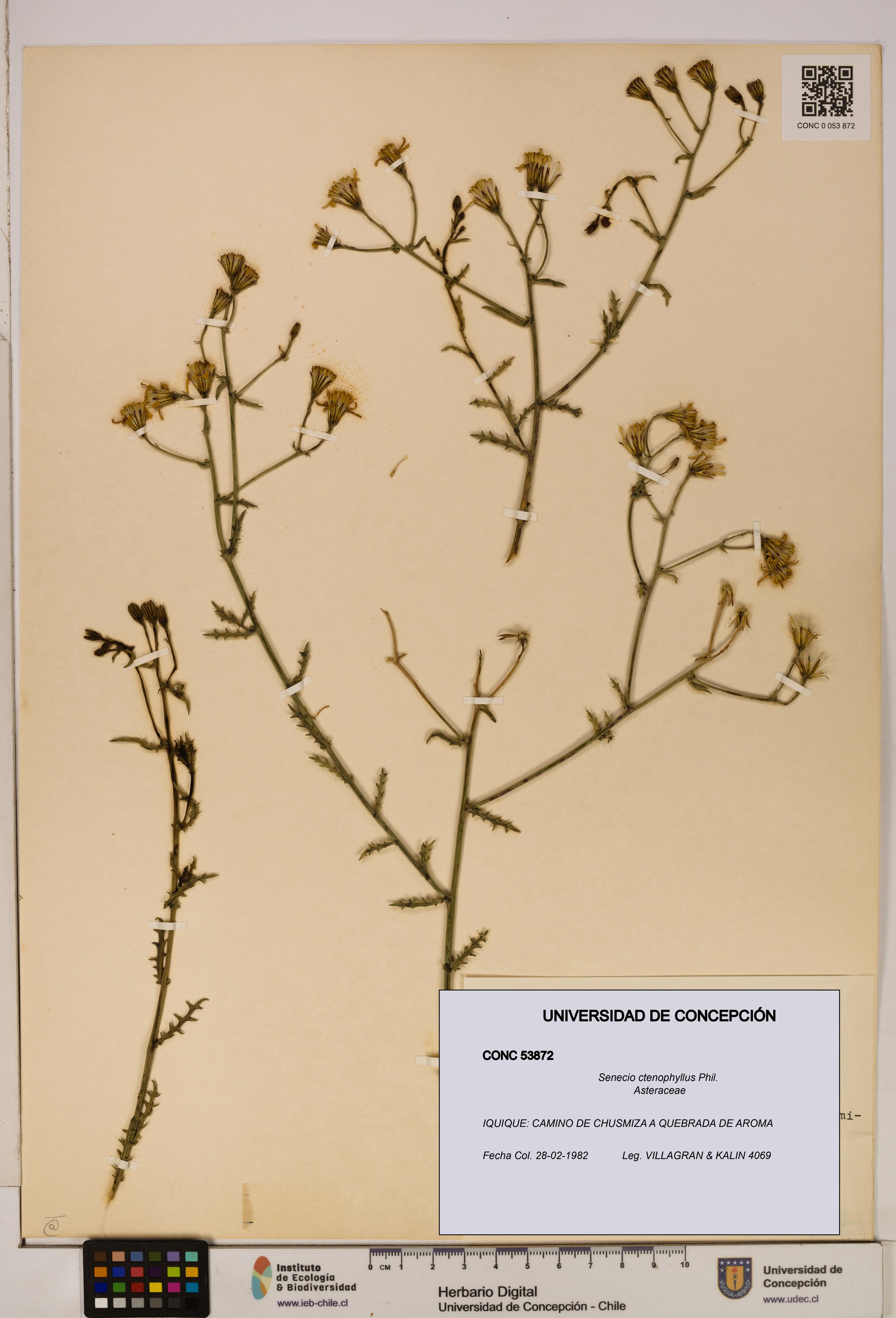 Senecio ctenophyllus [Espécimen: UDEC:CONC:0053872]