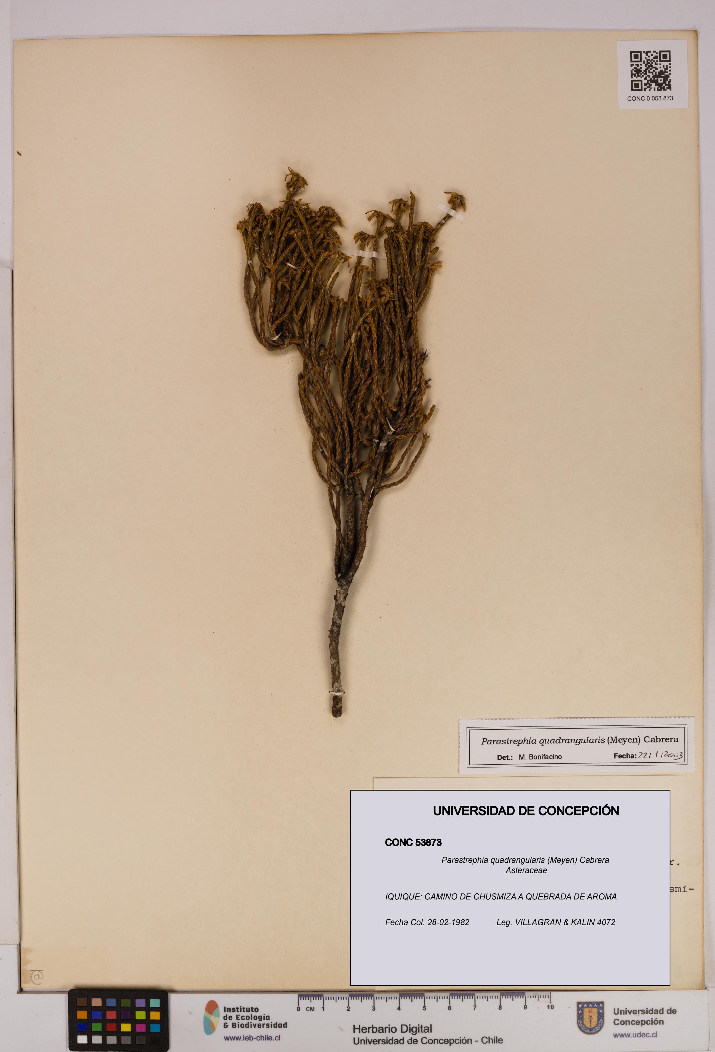 Parastrephia quadrangularis [Espécimen: UDEC:CONC:0053873]
