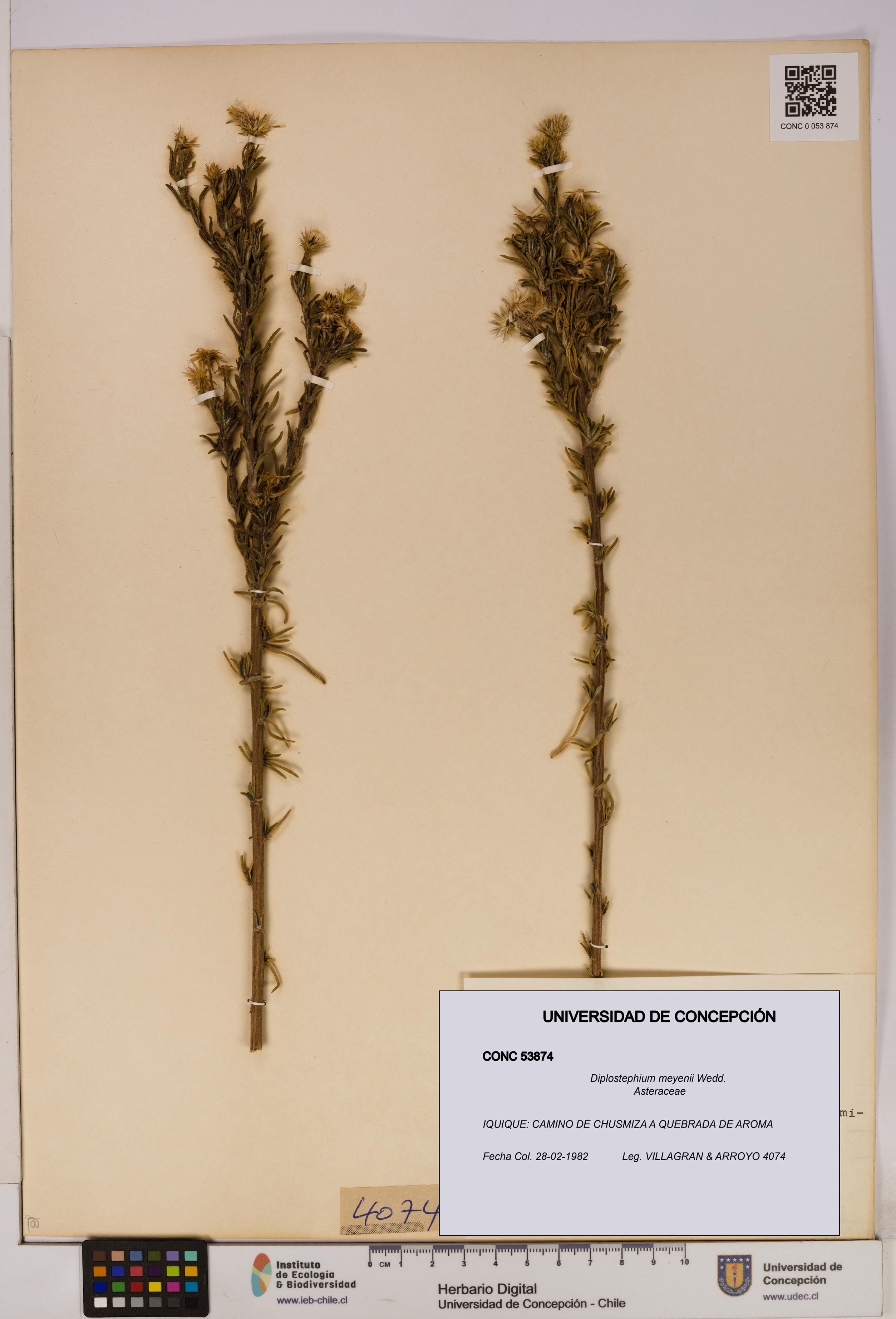 Diplostephium meyenii [Espécimen: UDEC:CONC:0053874]