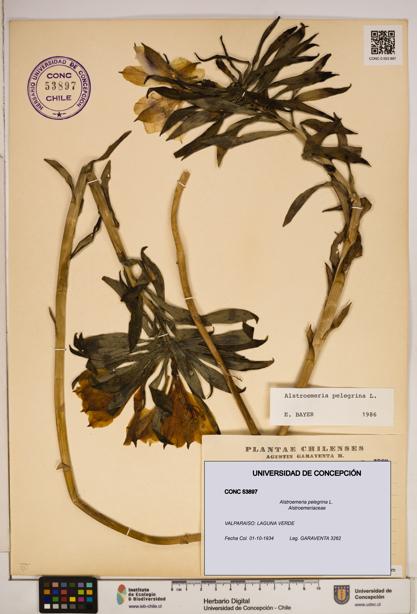 Alstroemeria pelegrina [Espécimen: ]