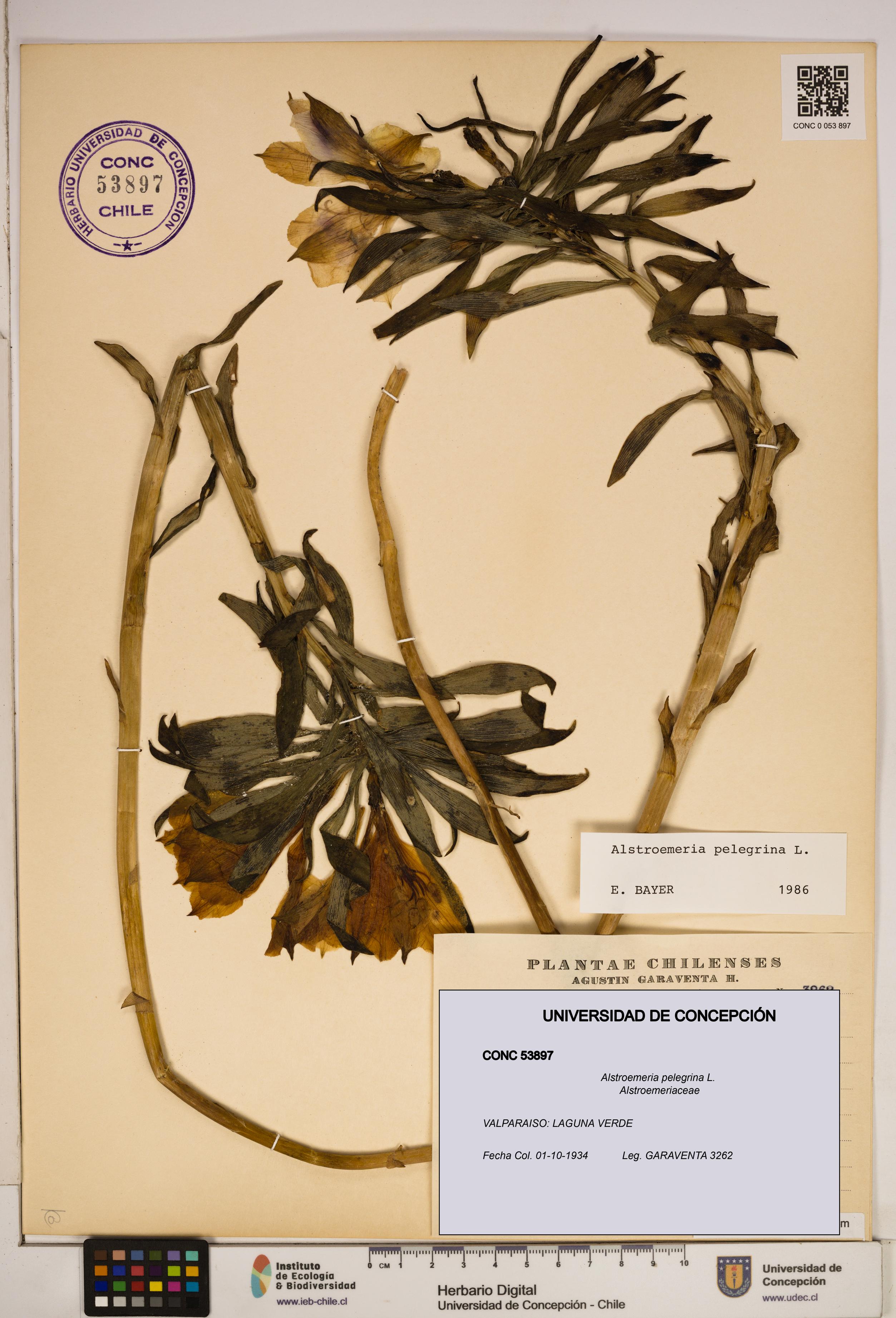 Alstroemeria pelegrina [Espécimen: ]