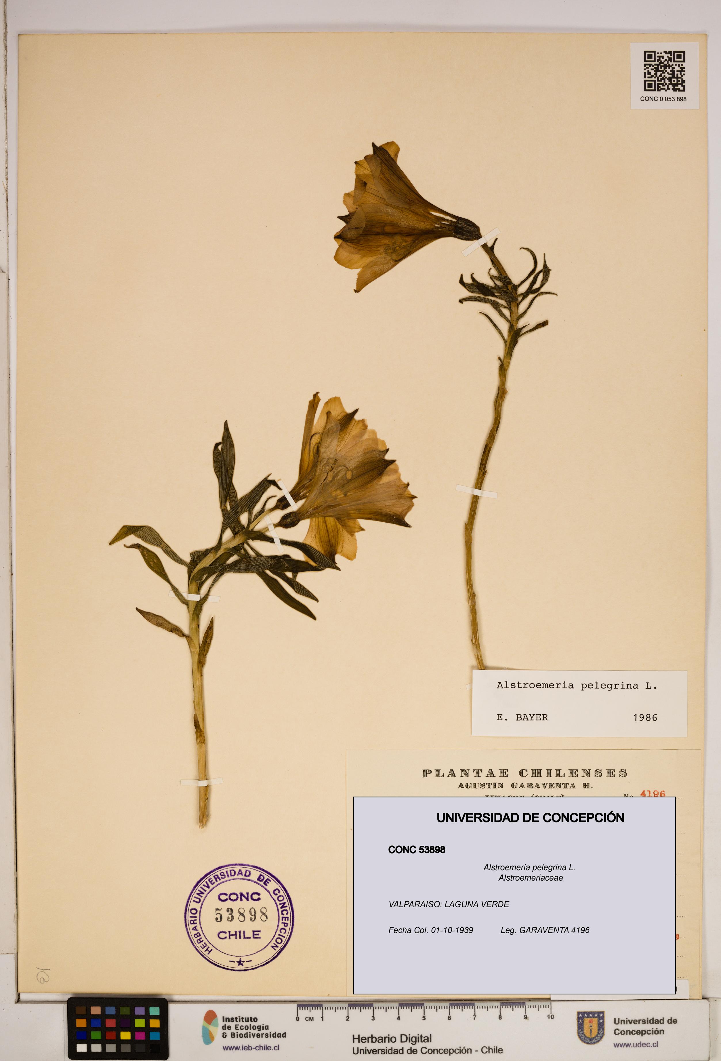 Alstroemeria pelegrina [Espécimen: ]