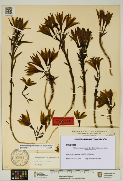 Alstroemeria garaventae subsp. garaventae [Espécimen: UDEC:CONC:0053899]