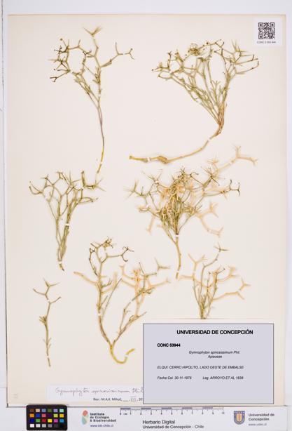 Gymnophyton spinosissimum [Espécimen: ]