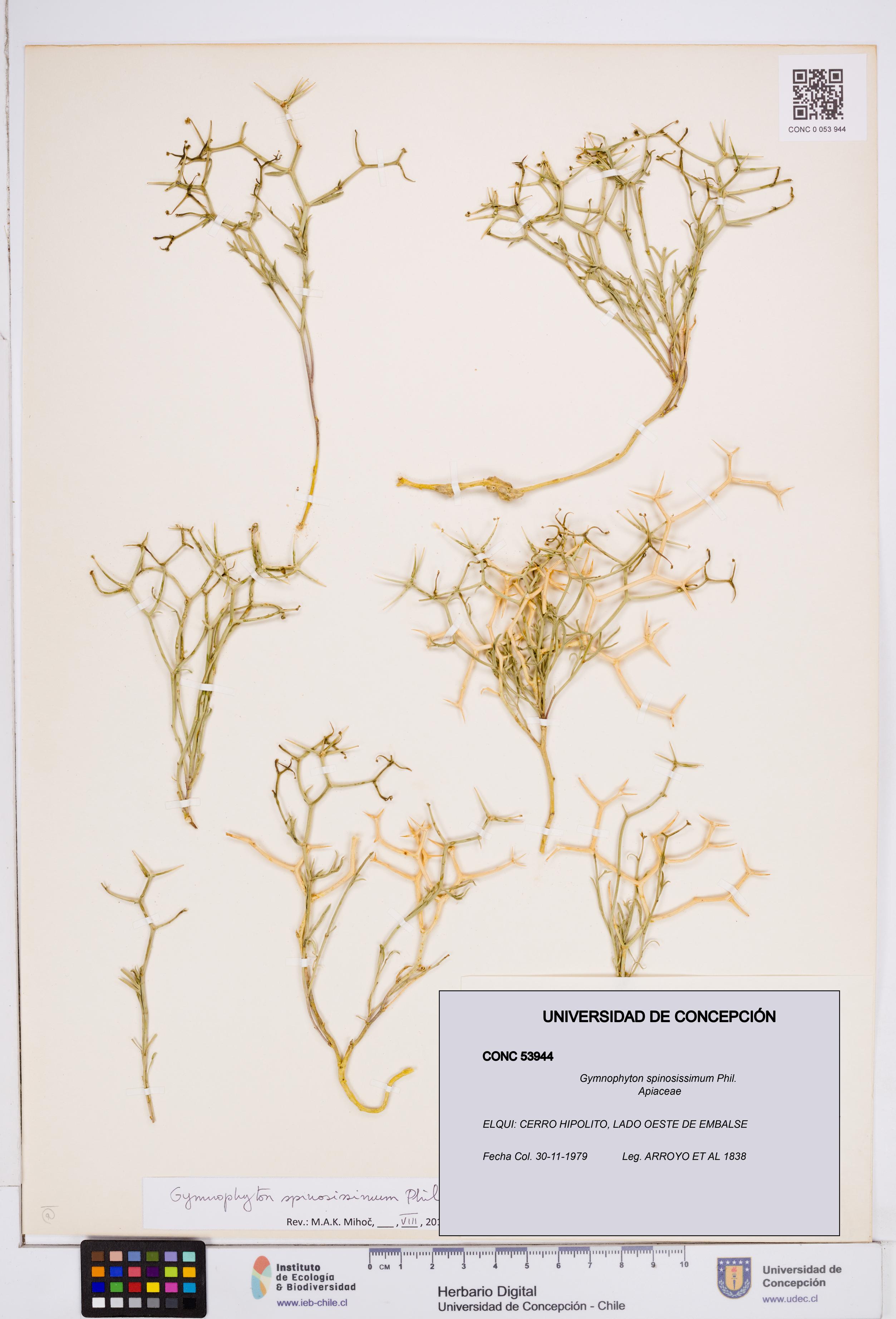 Gymnophyton spinosissimum [Espécimen: ]