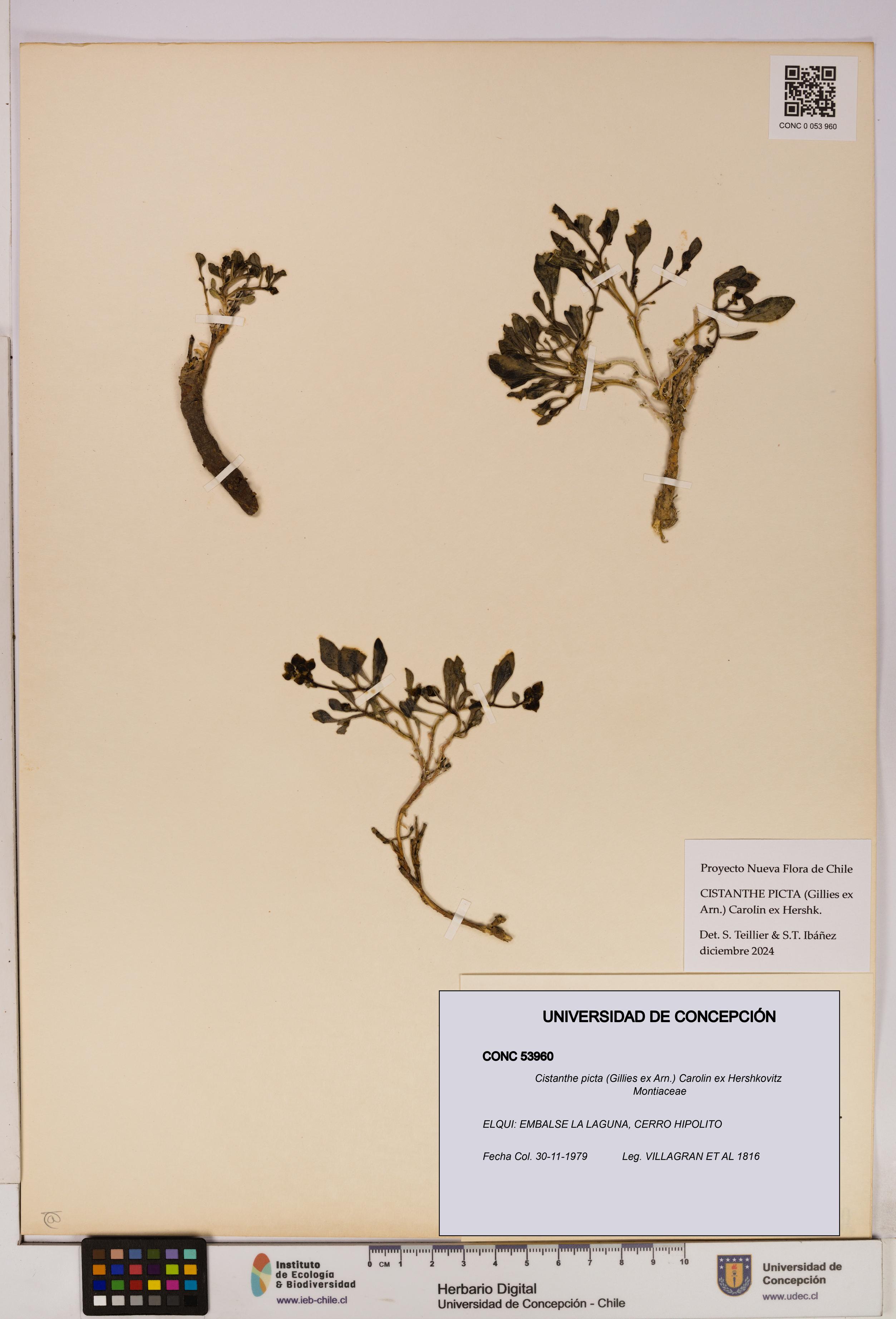 Cistanthe picta [Espécimen: UDEC:CONC:0053960]