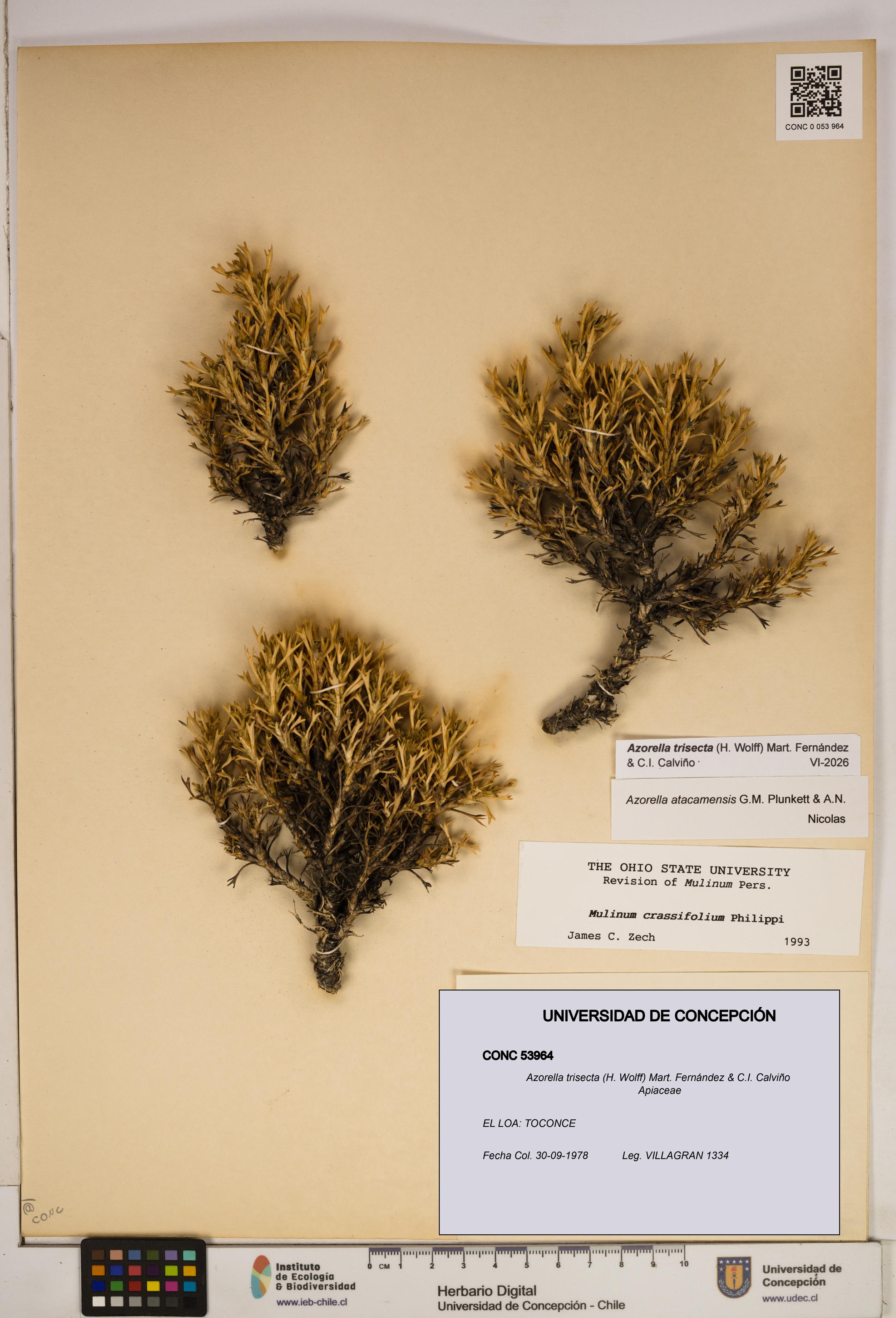 Azorella trisecta [Espécimen: ]