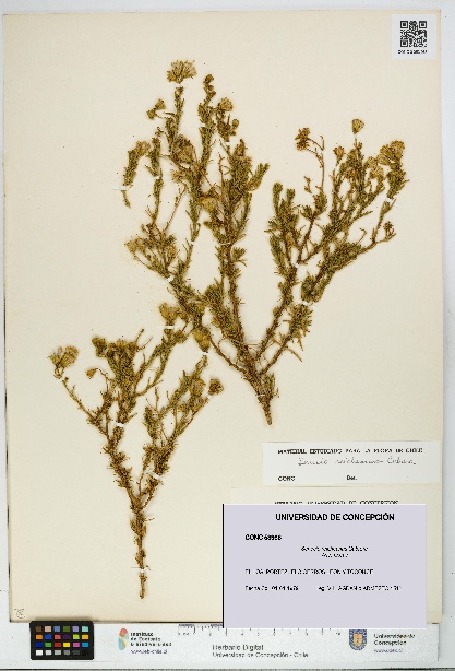 Senecio reicheanus [Espécimen: UDEC:CONC:0053966]