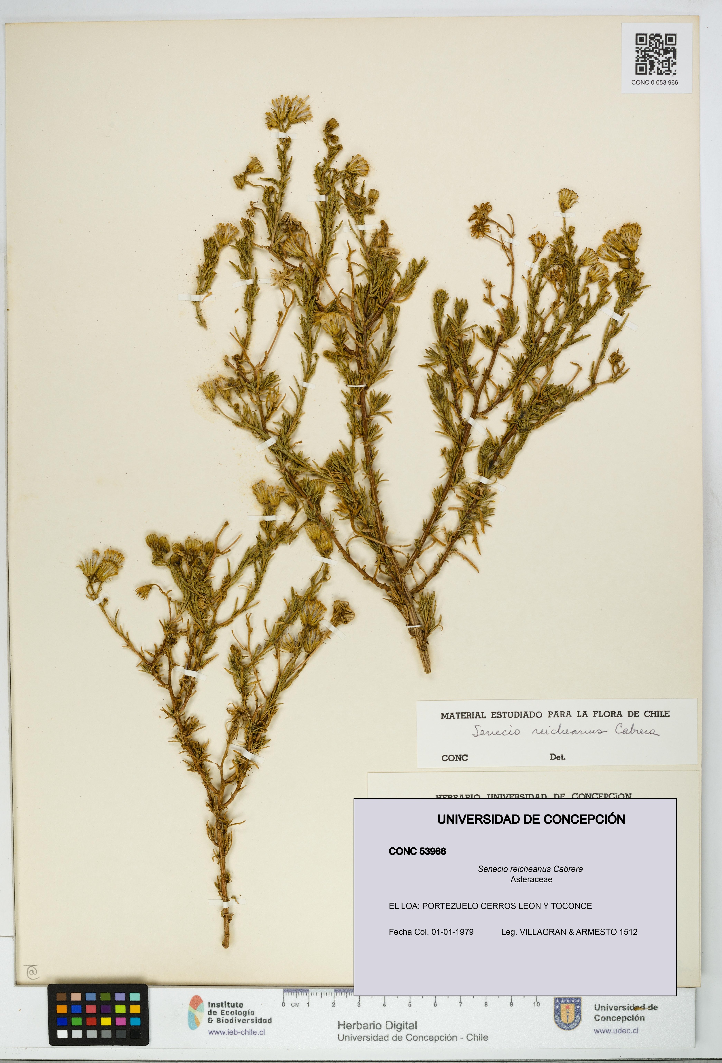 Senecio reicheanus [Espécimen: UDEC:CONC:0053966]