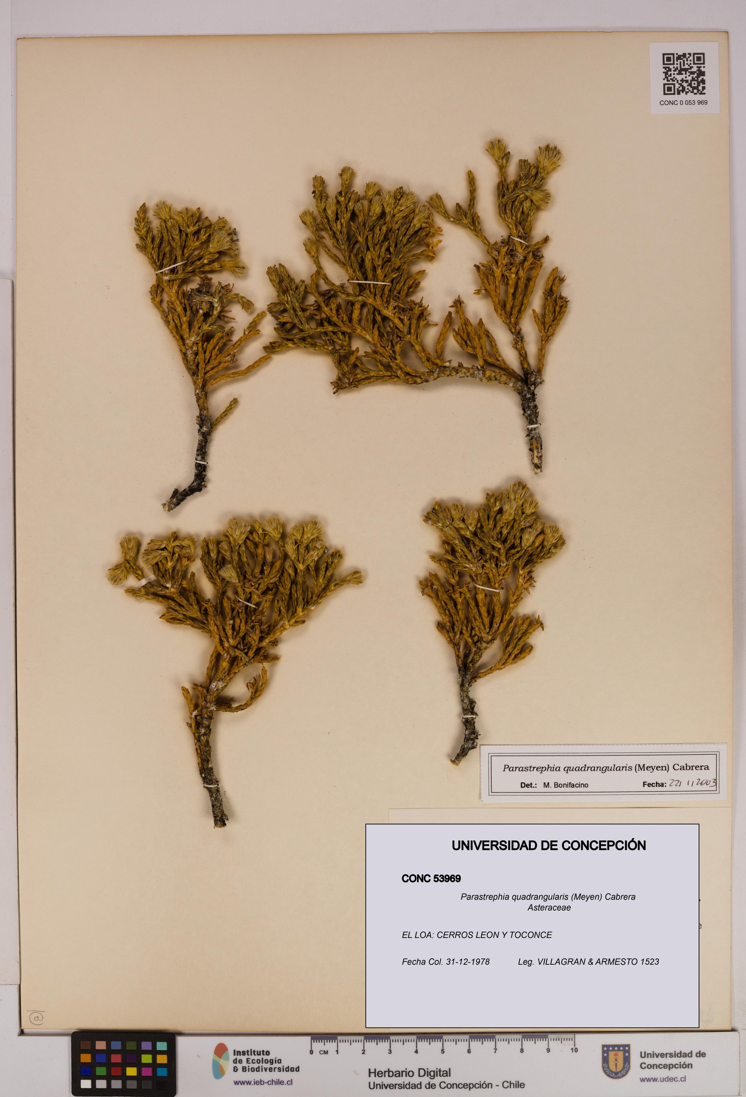 Parastrephia quadrangularis [Espécimen: UDEC:CONC:0053969]