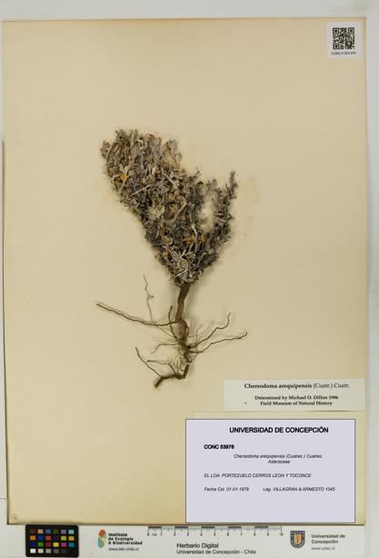 Chersodoma arequipensis [Espécimen: UDEC:CONC:0053976]