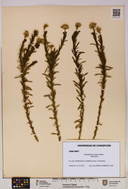 Diplostephium meyenii [Espécimen: UDEC:CONC:0053977]