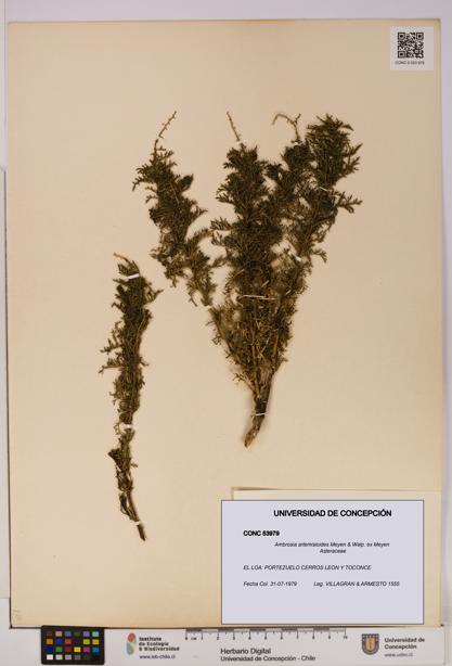 Ambrosia artemisioides [Espécimen: UDEC:CONC:0053979]