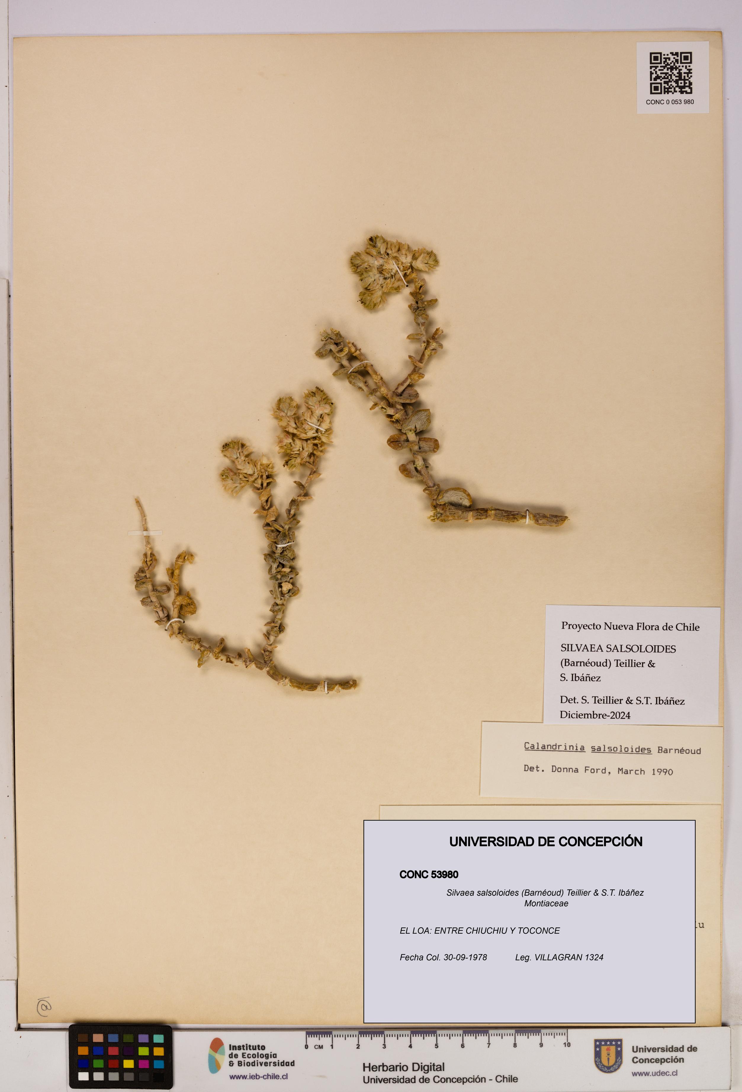 Silvaea salsoloides [Espécimen: UDEC:CONC:0053980]