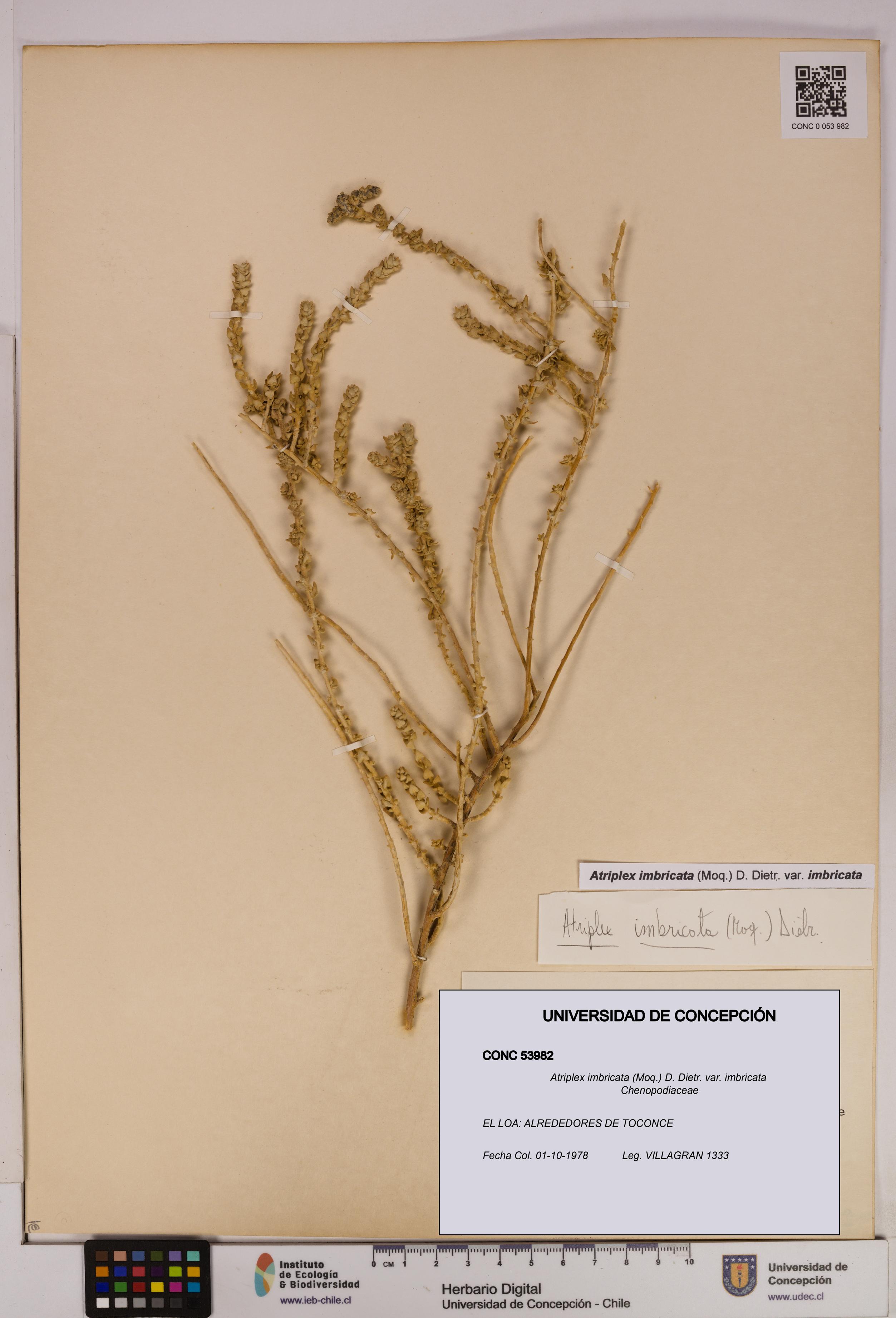 Atriplex imbricata [Espécimen: UDEC:CONC:0053982]