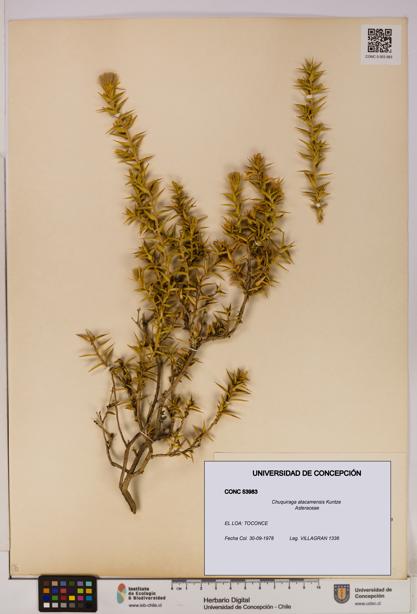 Chuquiraga atacamensis [Espécimen: UDEC:CONC:0053983]