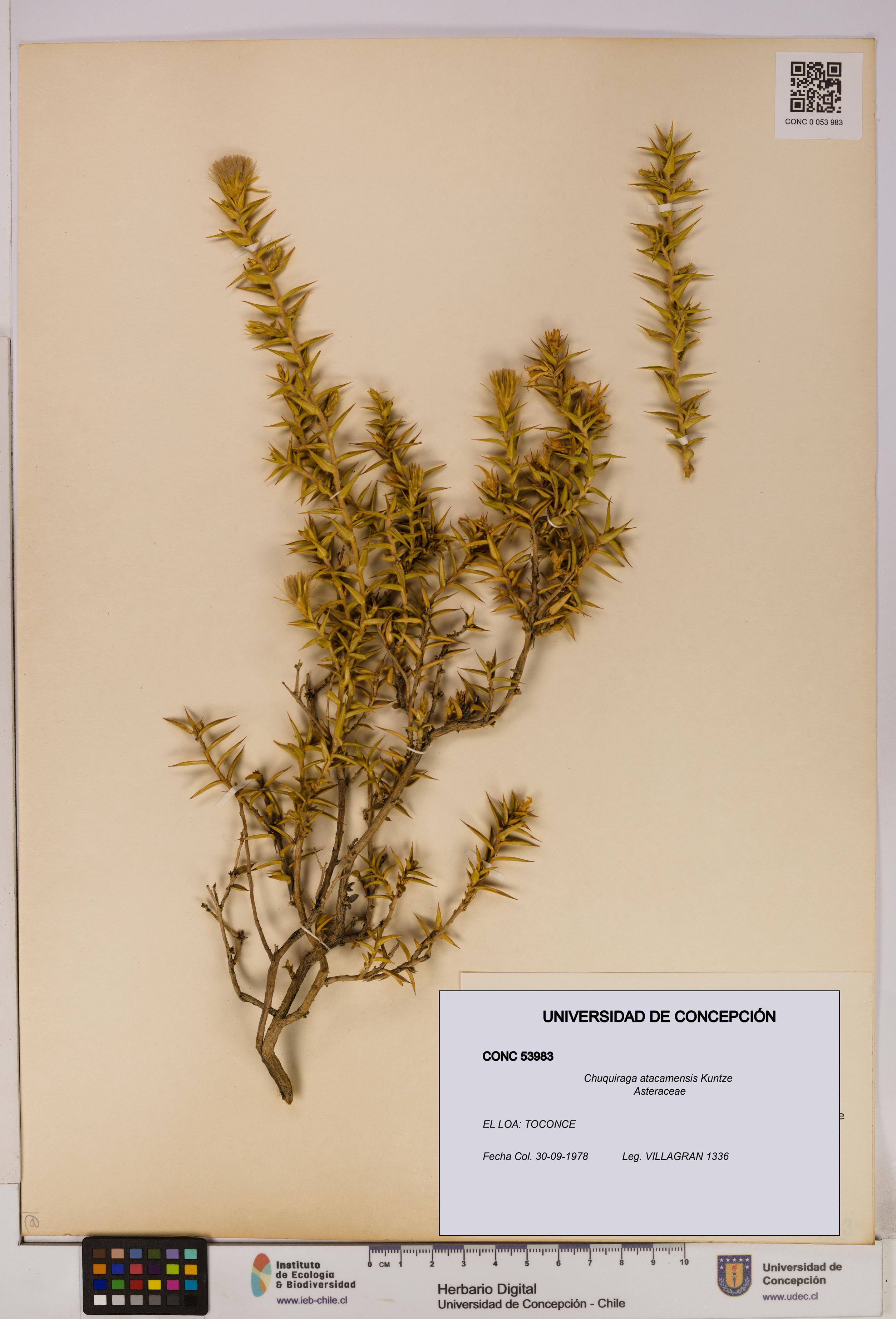 Chuquiraga atacamensis [Espécimen: UDEC:CONC:0053983]