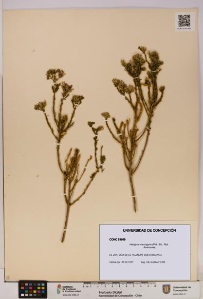 Helogyne macrogyne [Espécimen: UDEC:CONC:0053985]