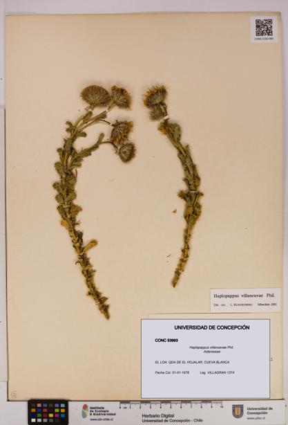 Haplopappus villanuevae [Espécimen: UDEC:CONC:0053993]