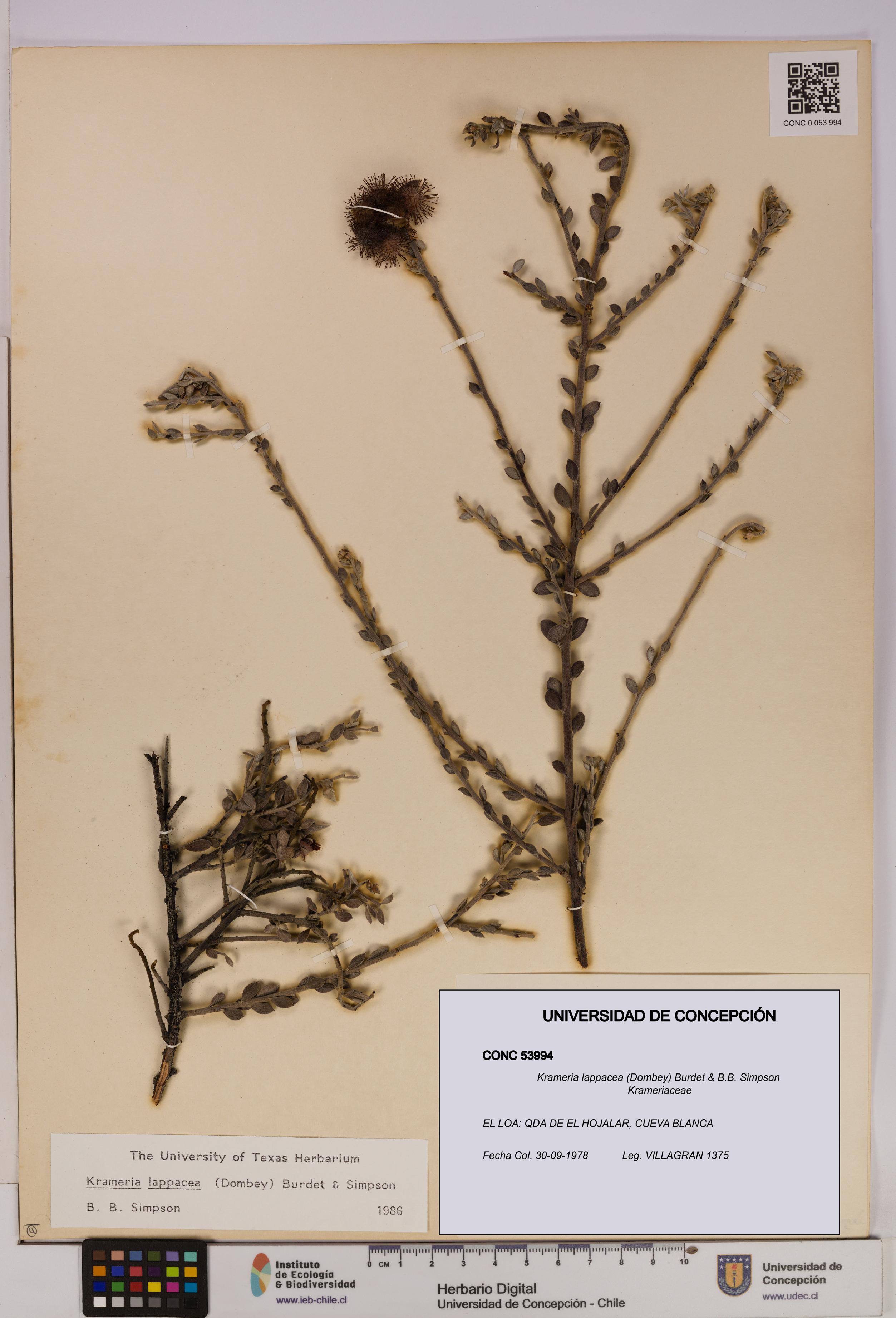 Krameria lappacea [Espécimen: UDEC:CONC:0053994]