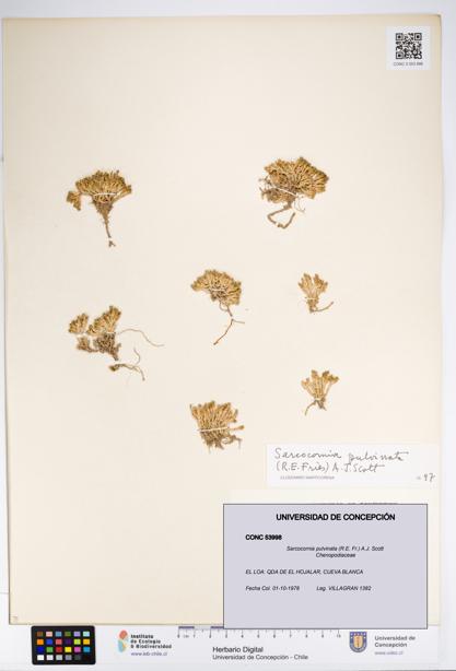 Sarcocornia pulvinata [Espécimen: UDEC:CONC:0053998]