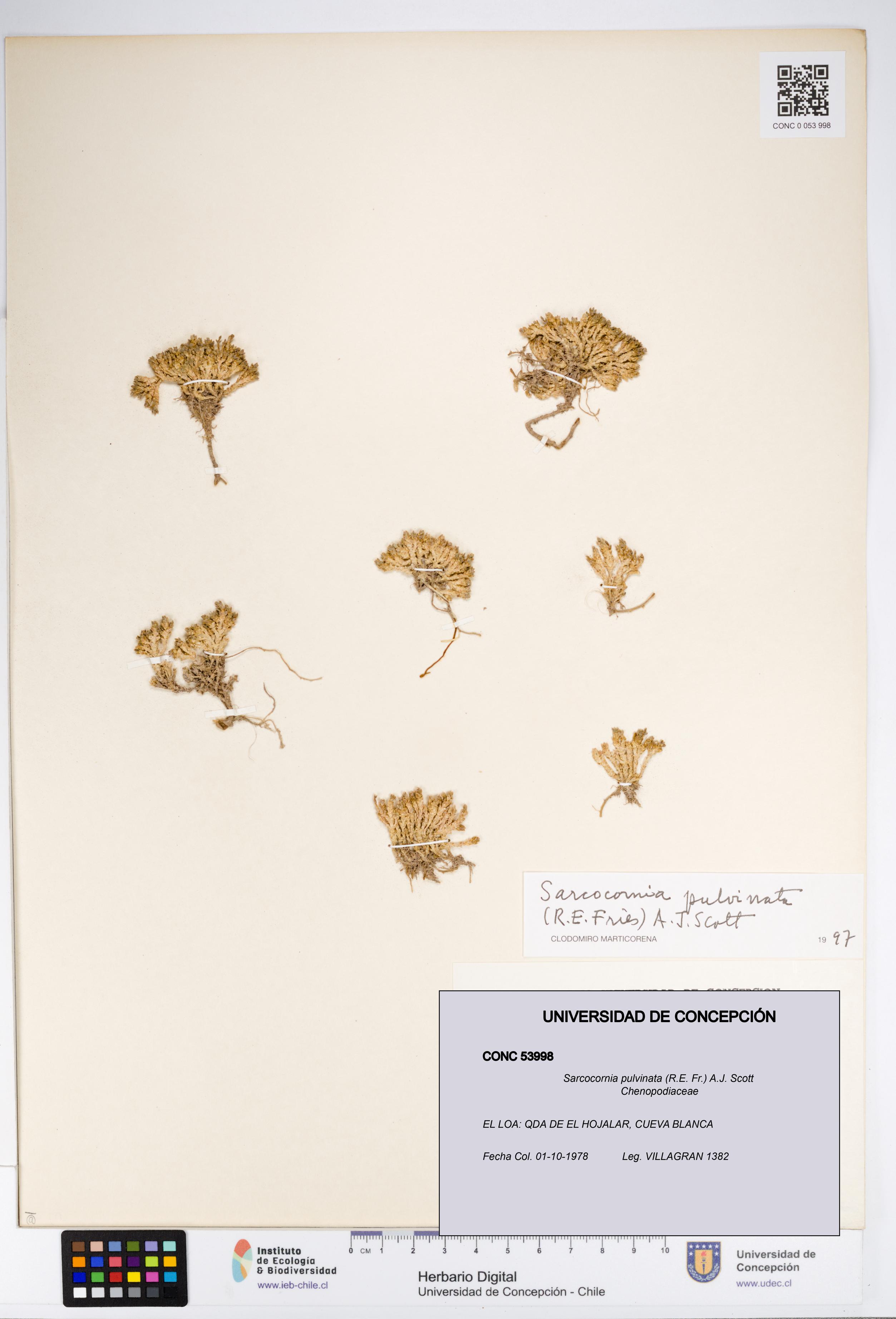 Sarcocornia pulvinata [Espécimen: UDEC:CONC:0053998]