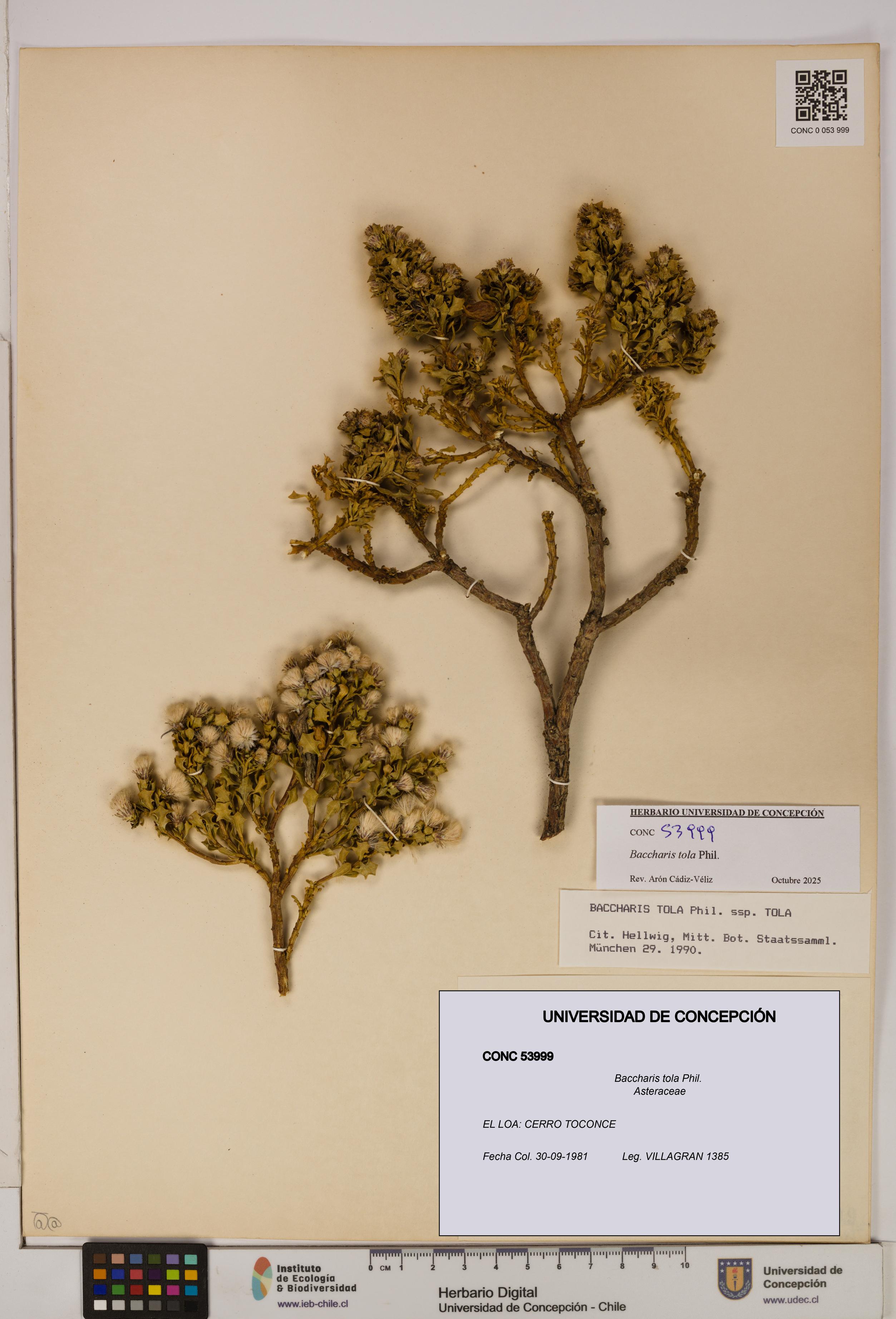 Baccharis tola [Espécimen: UDEC:CONC:0053999]