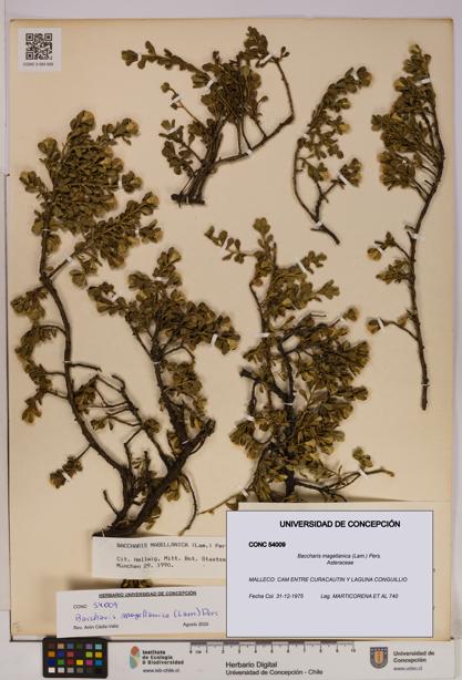 Baccharis magellanica [Espécimen: UDEC:CONC:0054009]