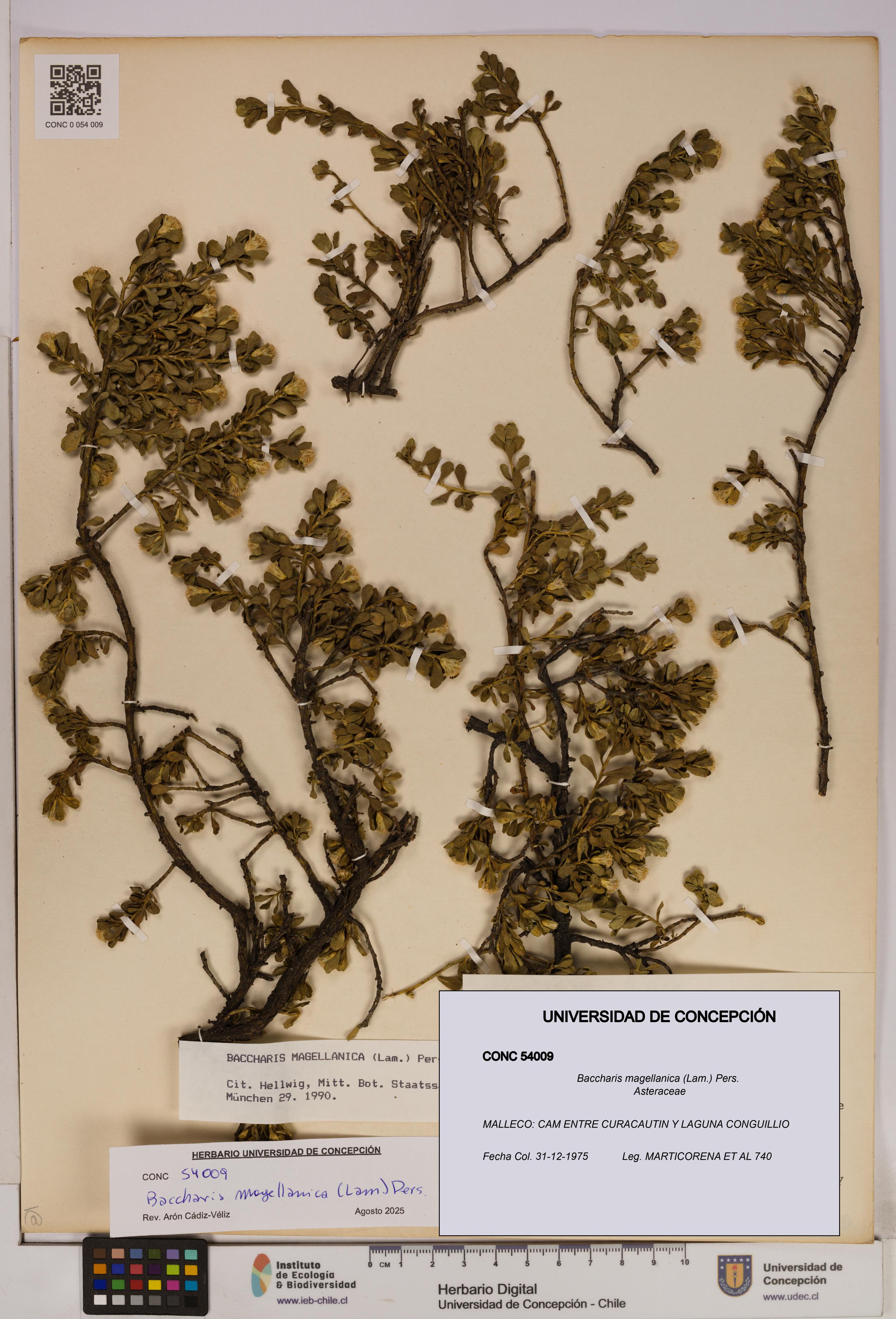 Baccharis magellanica [Espécimen: UDEC:CONC:0054009]