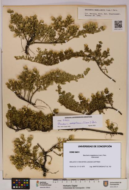 Baccharis magellanica [Espécimen: UDEC:CONC:0054011]