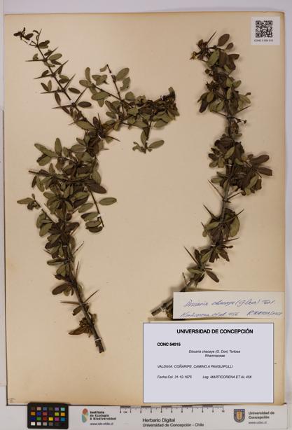 Discaria chacaye [Espécimen: UDEC:CONC:0054015]