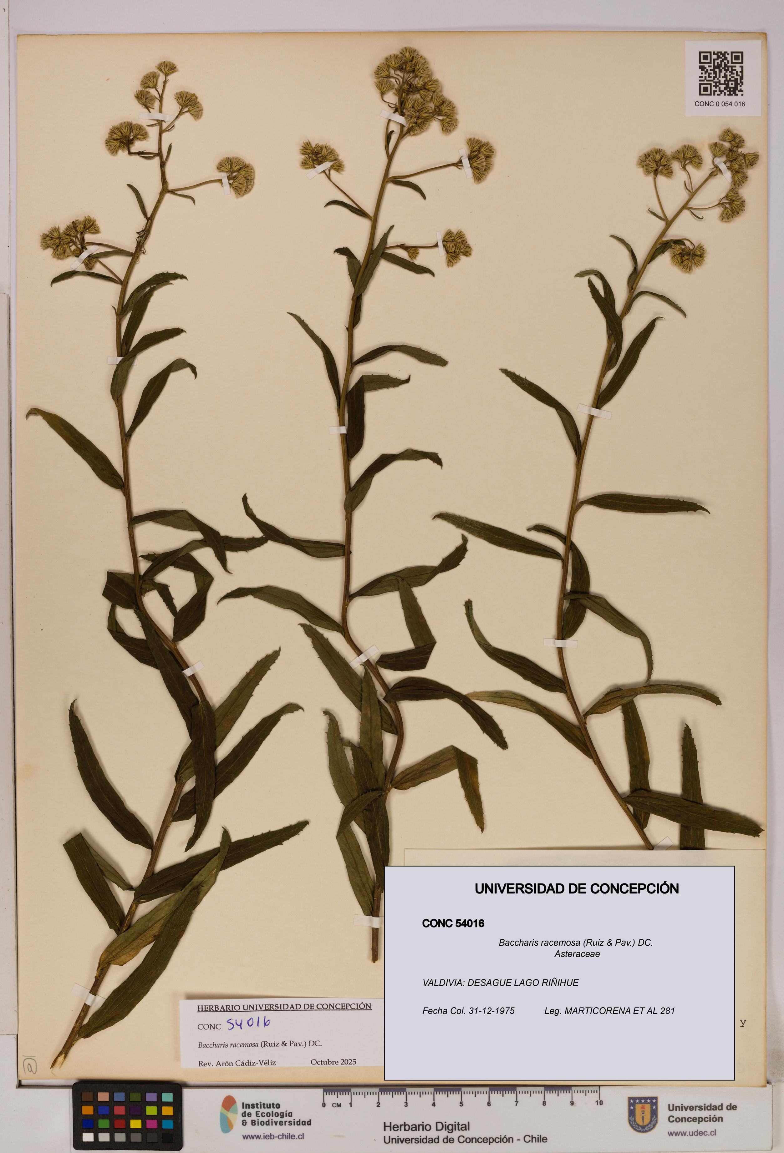 Baccharis racemosa [Espécimen: UDEC:CONC:0054016]