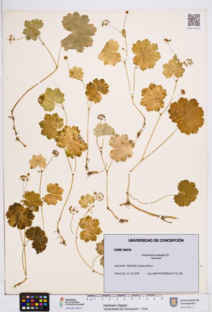 Hydrocotyle poeppigii [Espécimen: ]