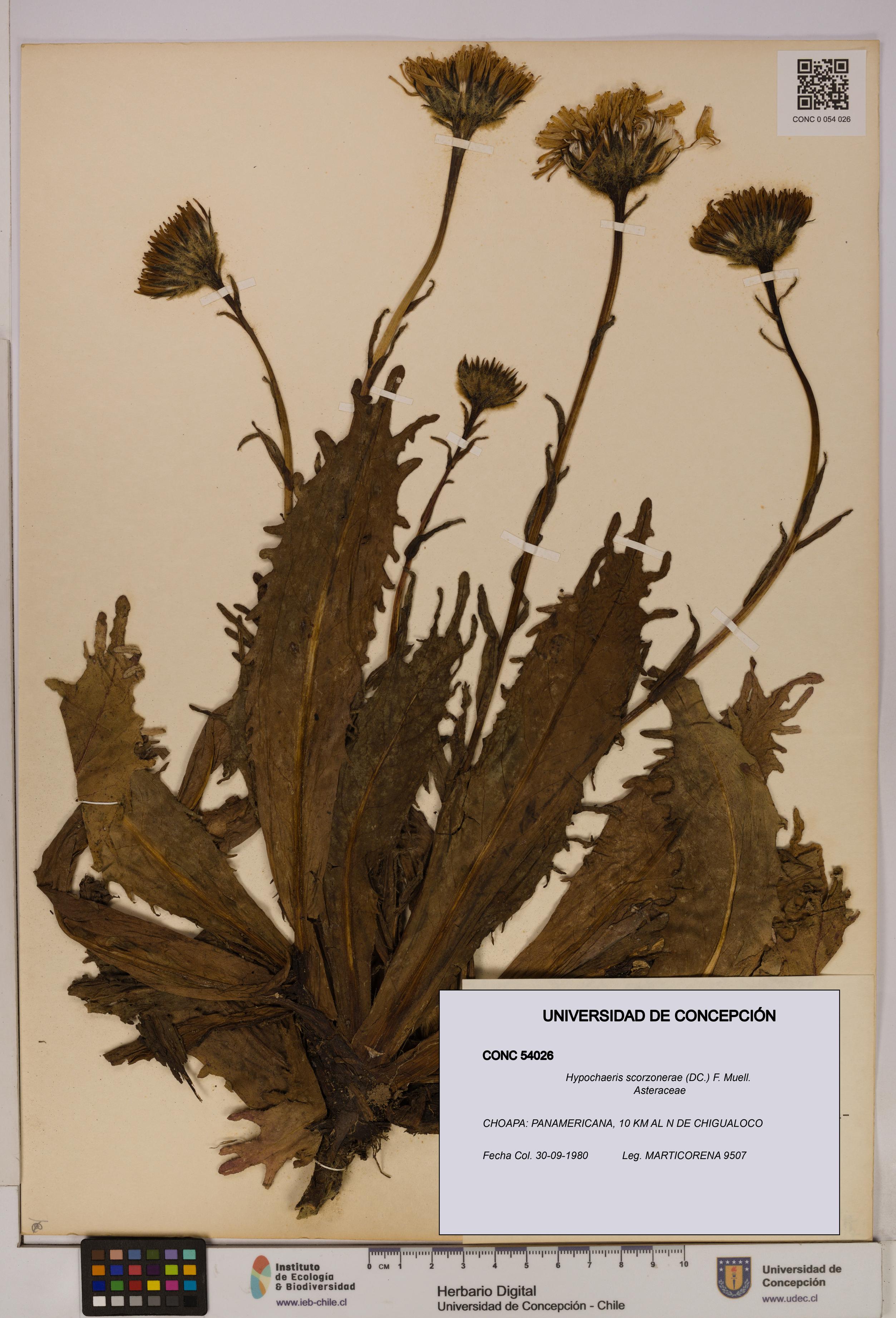 Hypochaeris scorzonerae [Espécimen: UDEC:CONC:0054026]