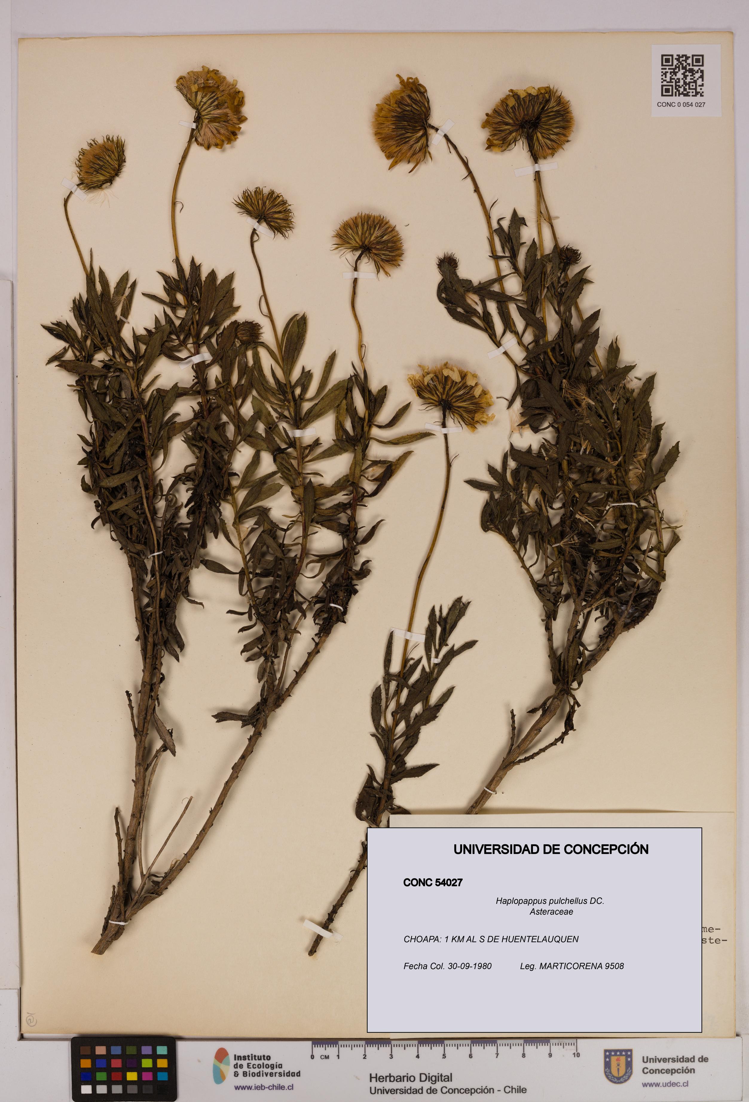 Haplopappus pulchellus [Espécimen: UDEC:CONC:0054027]