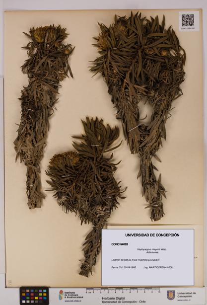 Haplopappus meyenii [Espécimen: UDEC:CONC:0054028]