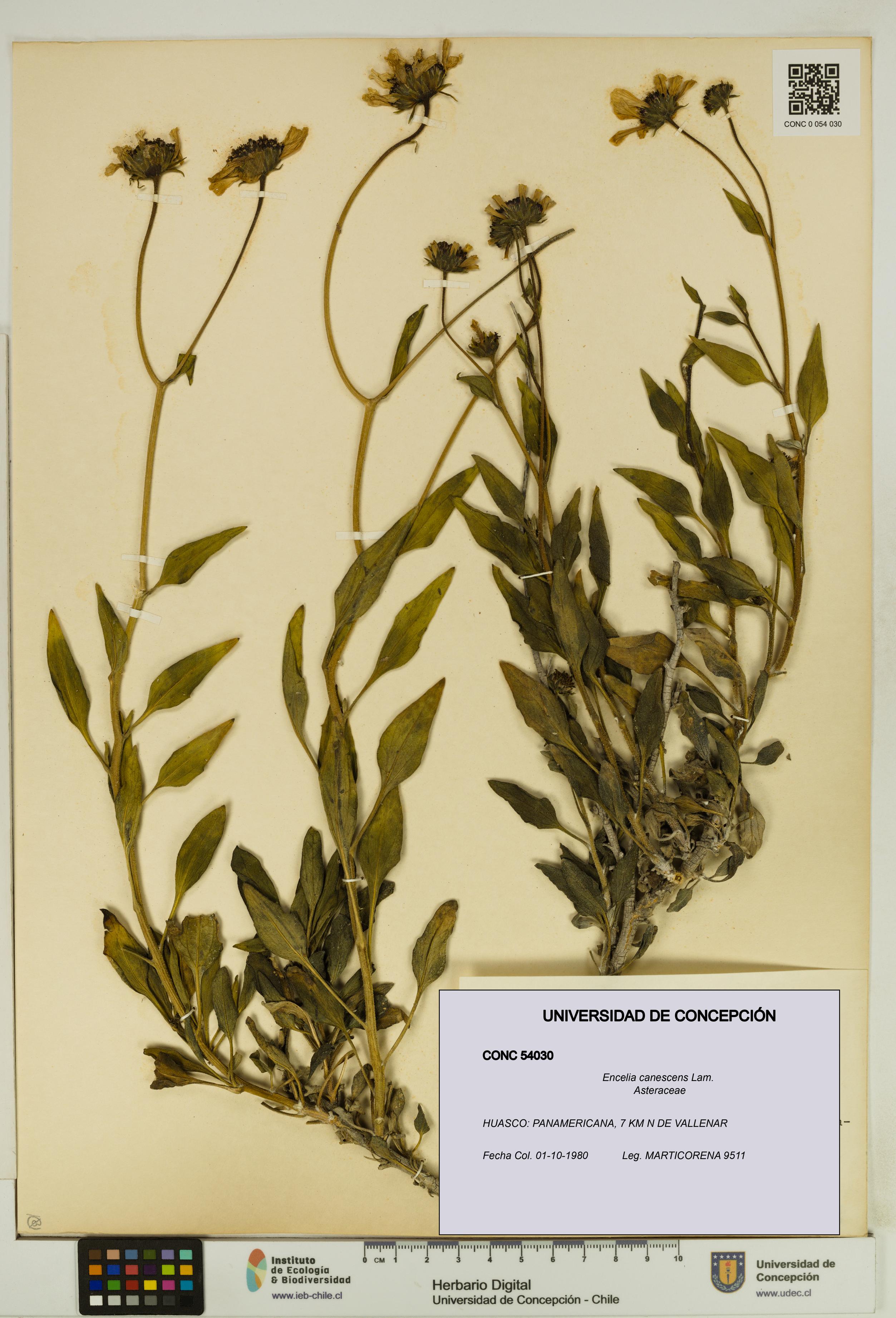 Encelia canescens [Espécimen: UDEC:CONC:0054030]