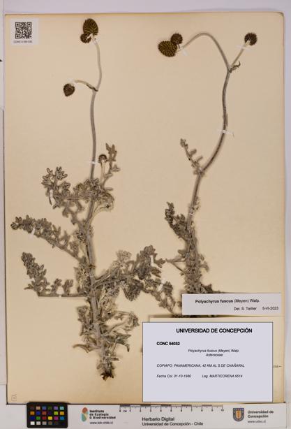 Polyachyrus fuscus [Espécimen: UDEC:CONC:0054032]