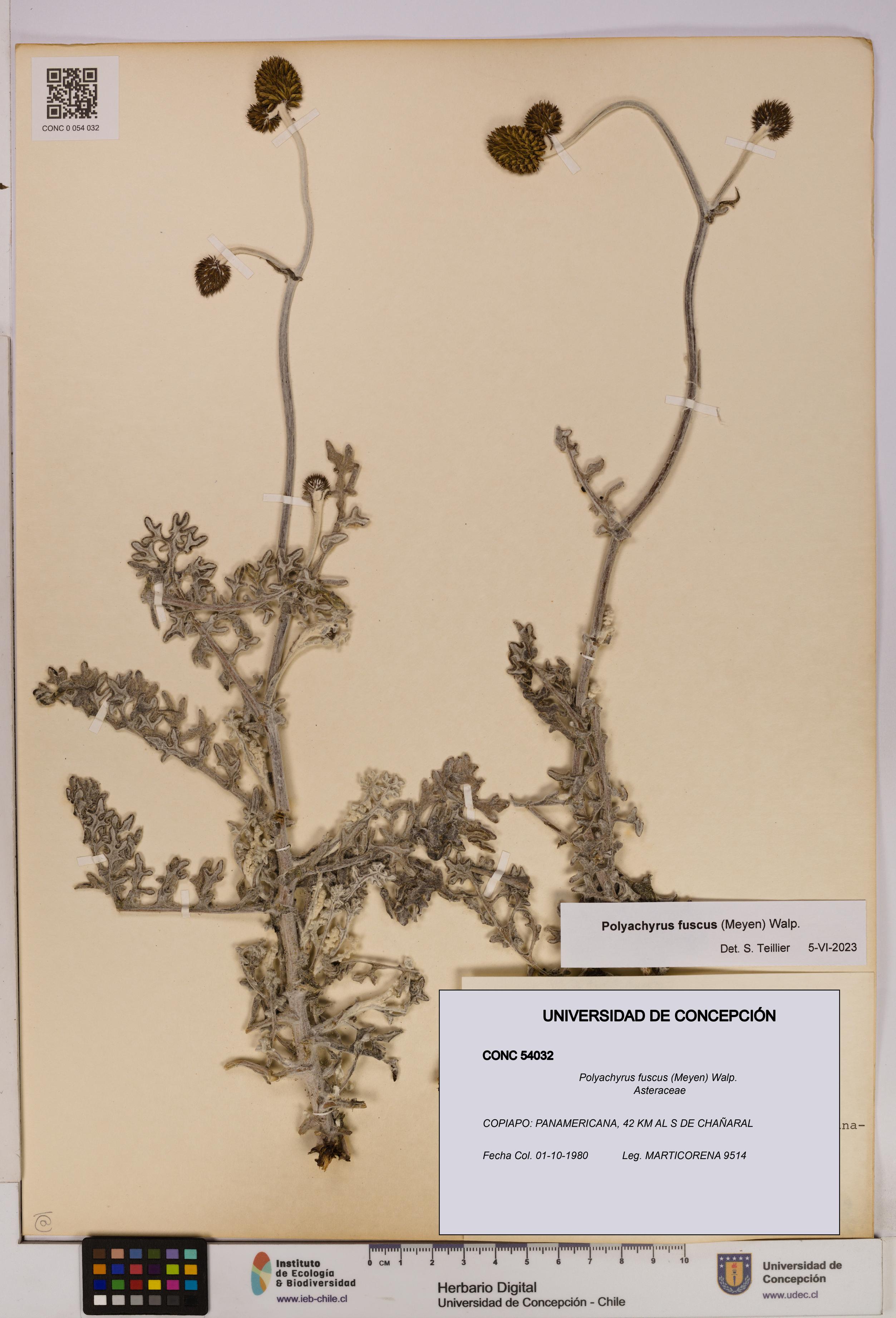 Polyachyrus fuscus [Espécimen: UDEC:CONC:0054032]