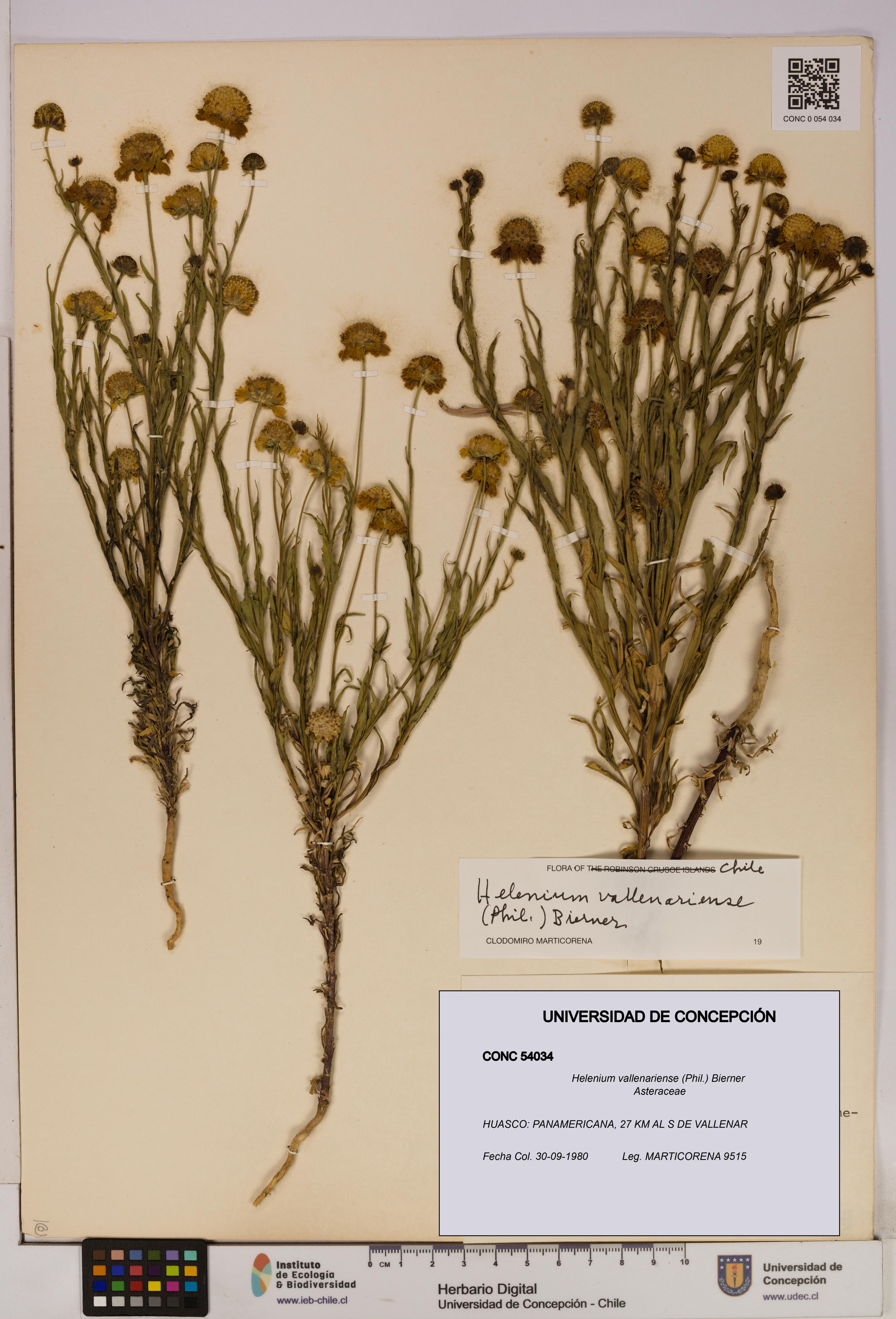 Helenium vallenariense [Espécimen: UDEC:CONC:0054034]