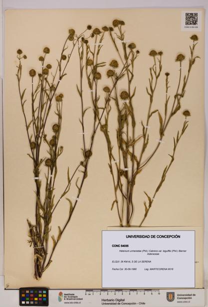 Helenium urmenetae var. leguiffei [Espécimen: UDEC:CONC:0054035]