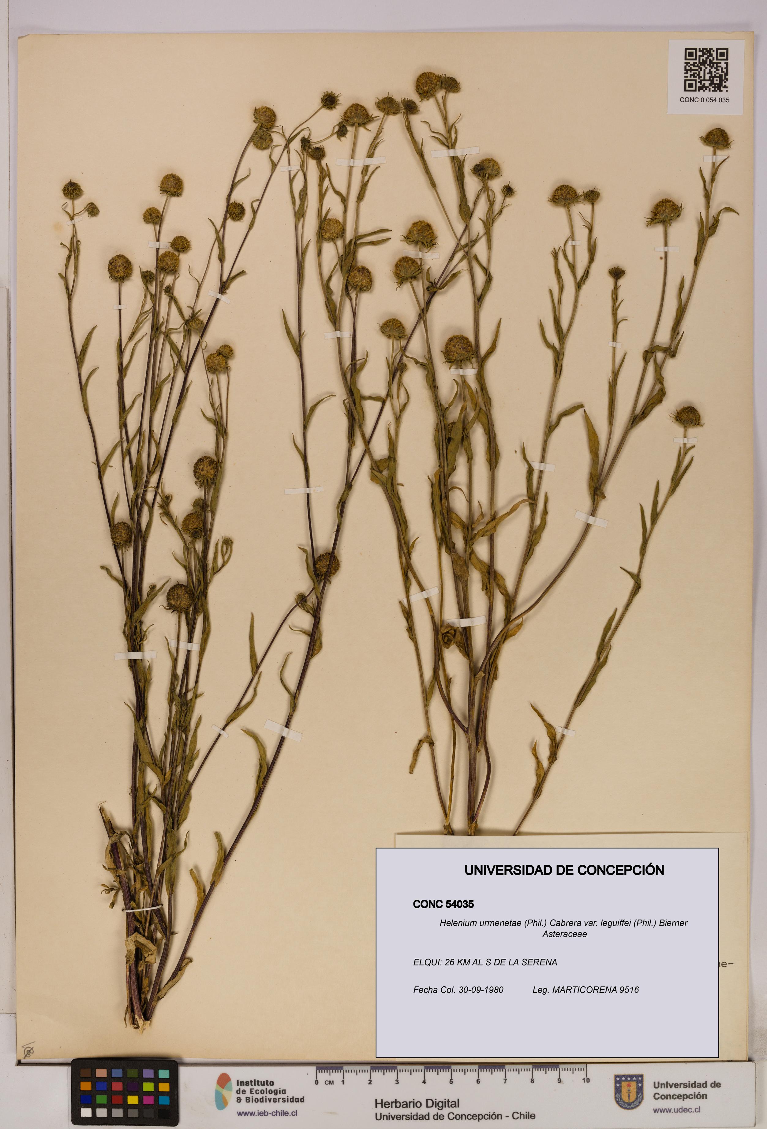 Helenium urmenetae var. leguiffei [Espécimen: UDEC:CONC:0054035]