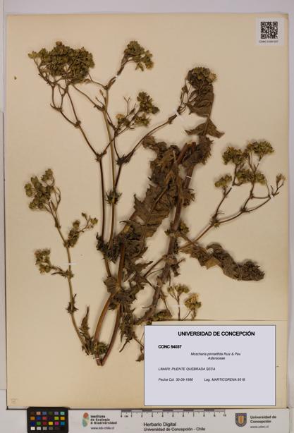 Moscharia pinnatifida [Espécimen: UDEC:CONC:0054037]