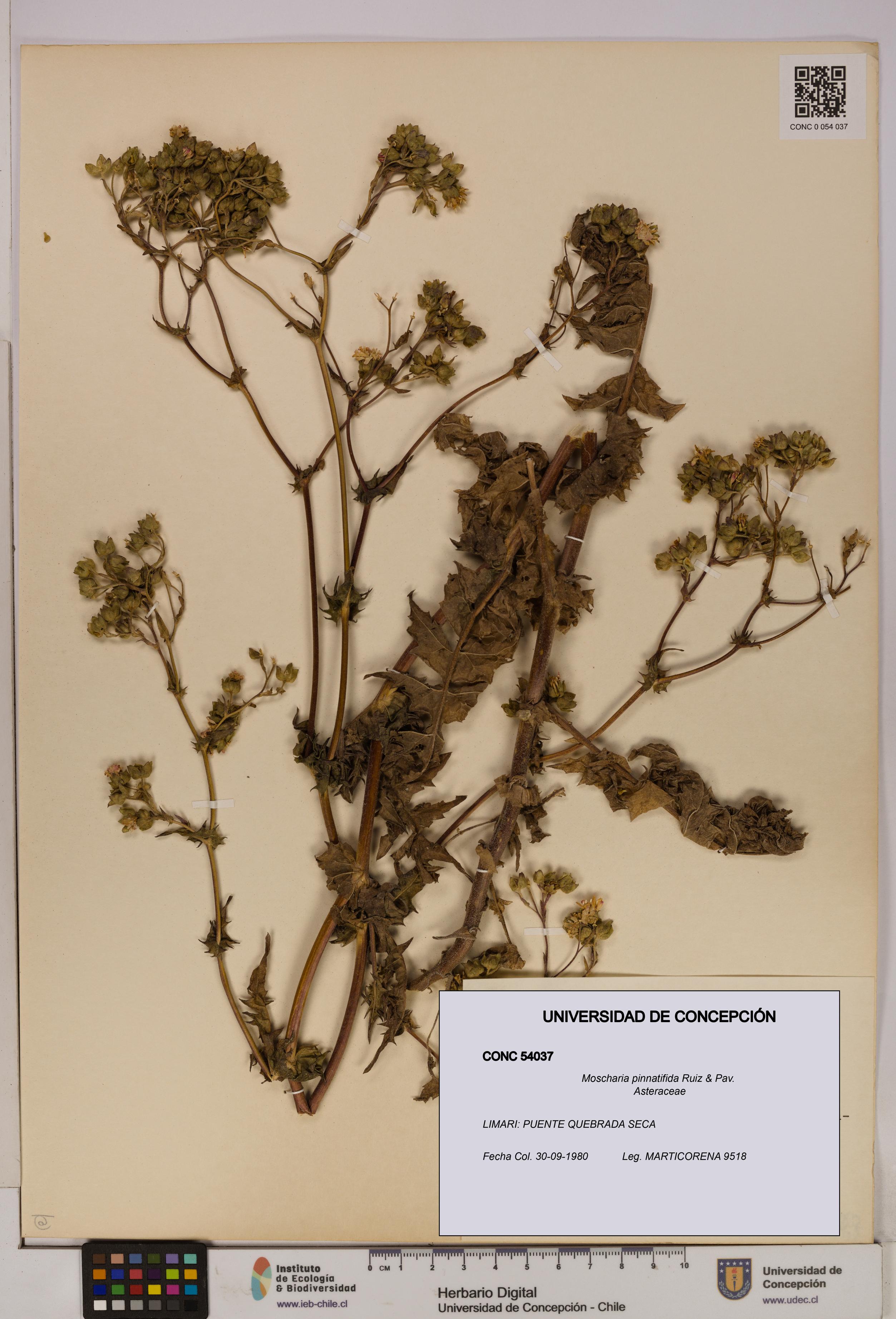 Moscharia pinnatifida [Espécimen: UDEC:CONC:0054037]