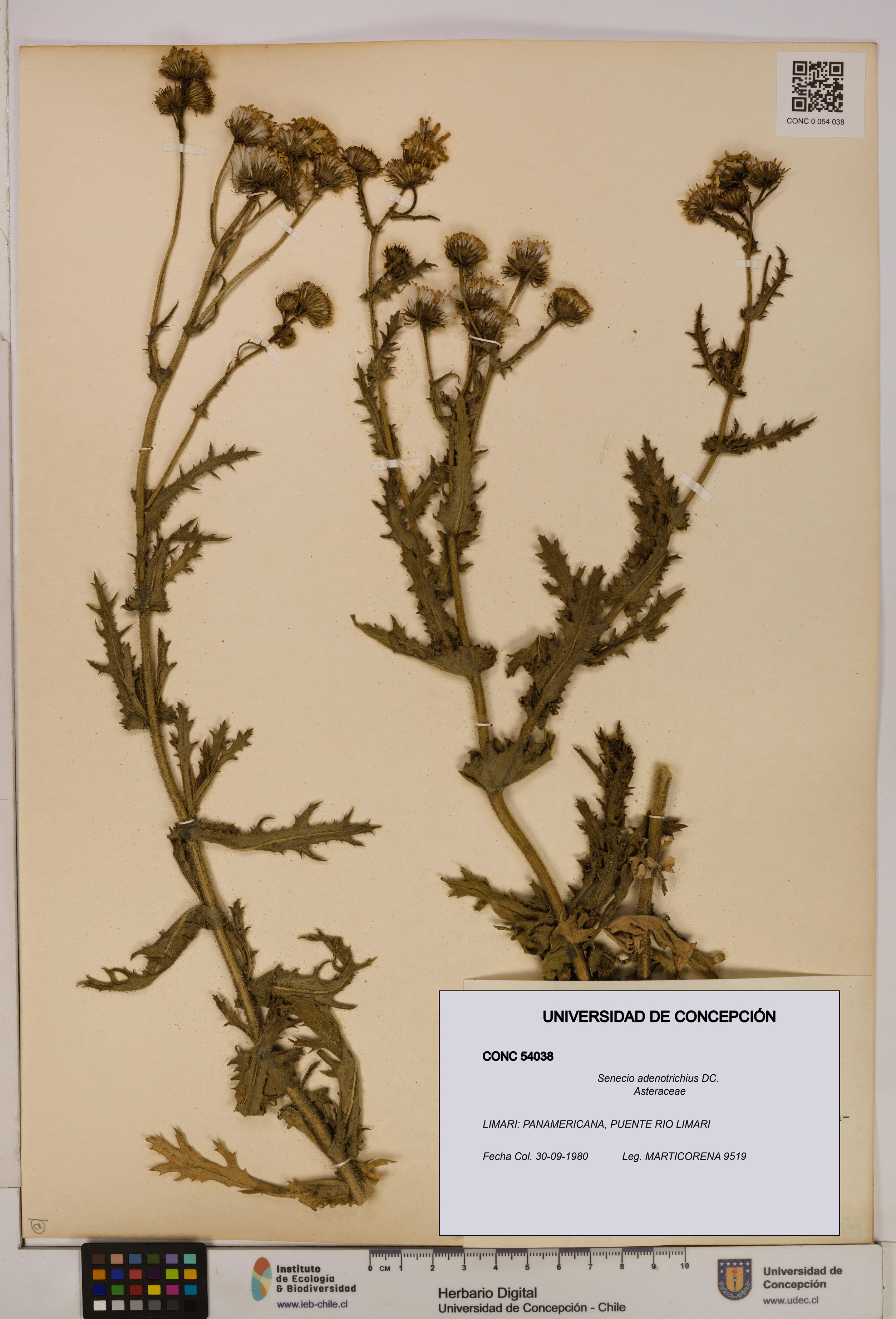 Senecio adenotrichius [Espécimen: UDEC:CONC:0054038]