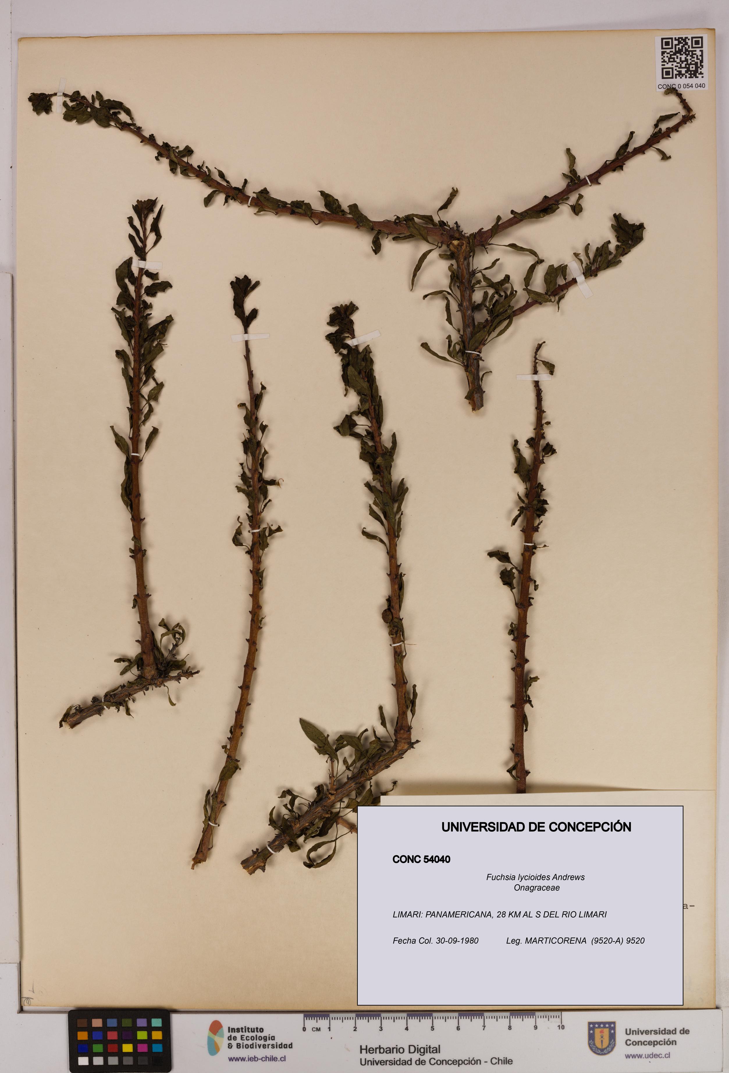 Fuchsia lycioides [Espécimen: UDEC:CONC:0054040]